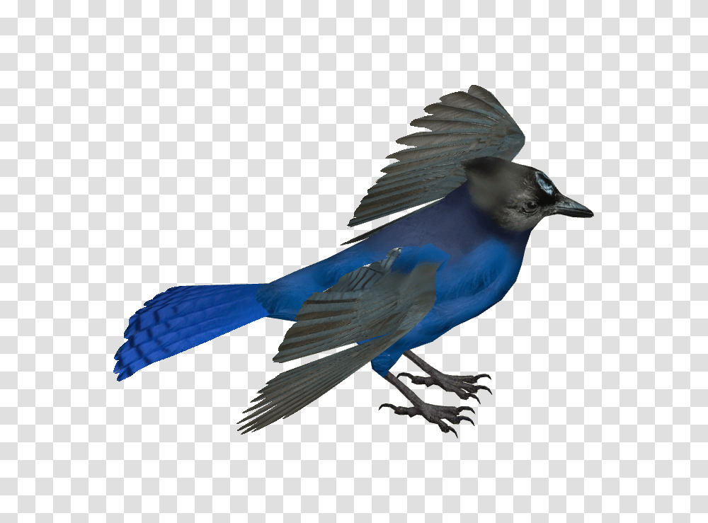 Image, Bird, Animal, Jay, Blue Jay Transparent Png
