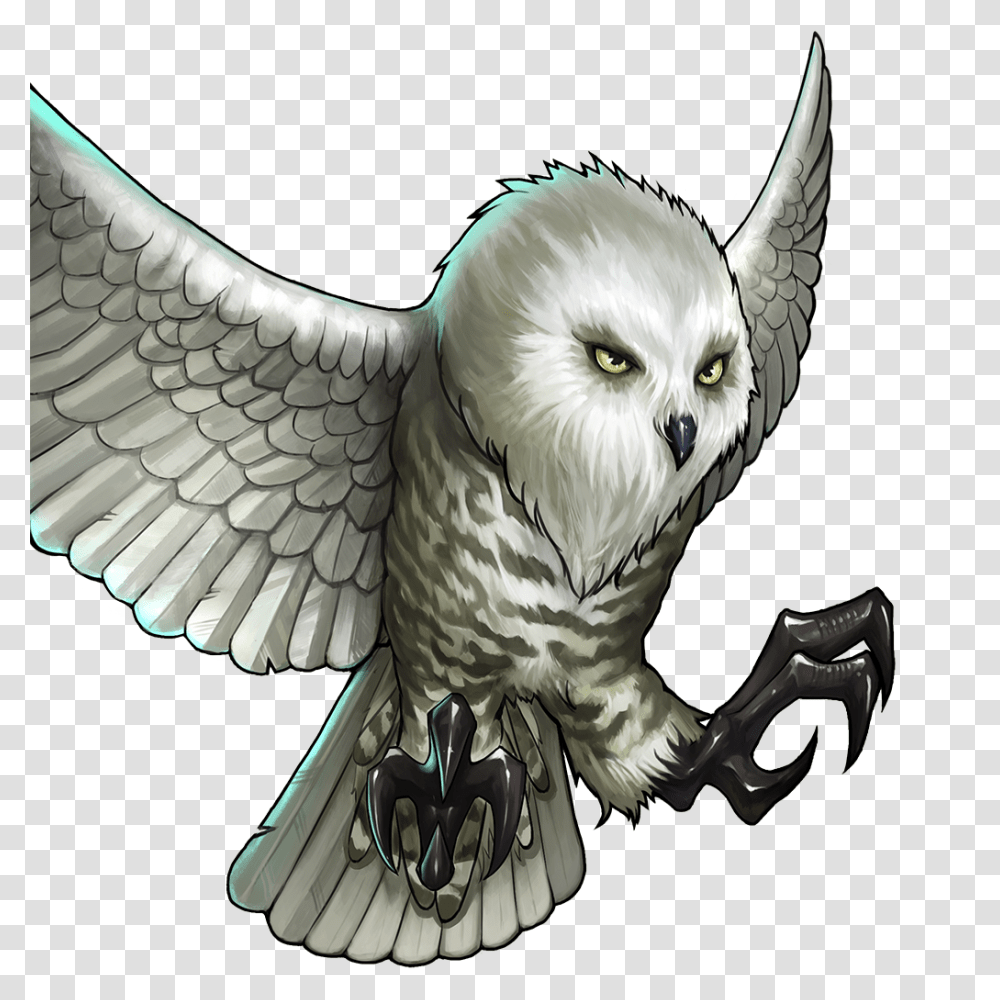 Image, Bird, Animal, Owl Transparent Png