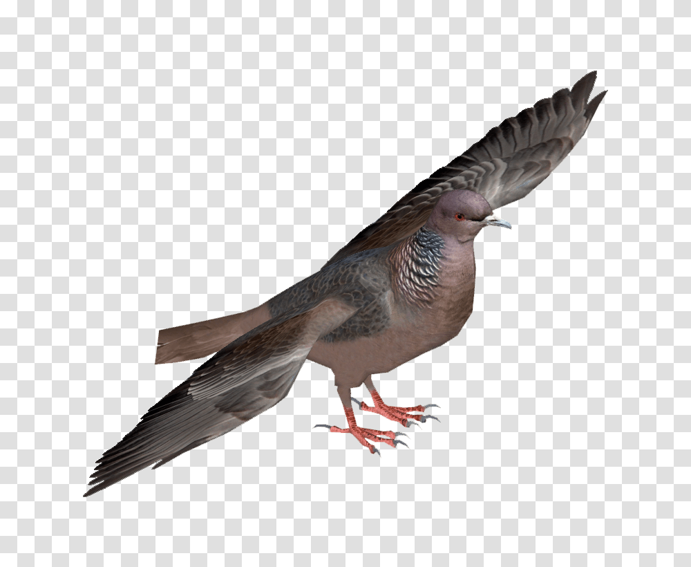 Image, Bird, Animal, Pigeon, Dove Transparent Png