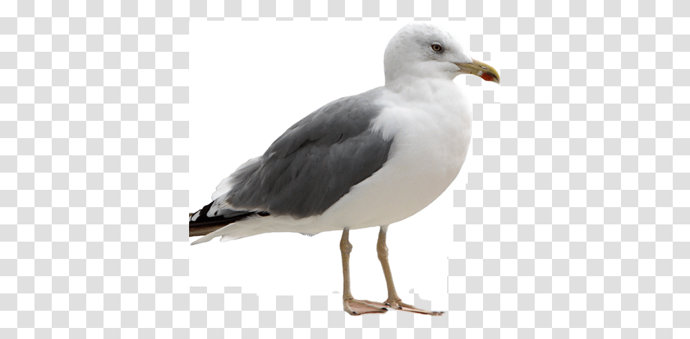 Image, Bird, Animal, Seagull, Beak Transparent Png