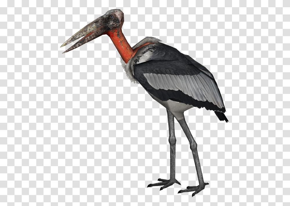 Image, Bird, Animal, Stork, Beak Transparent Png