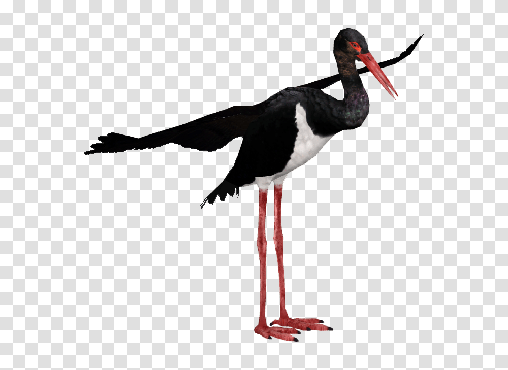 Image, Bird, Animal, Stork, Beak Transparent Png