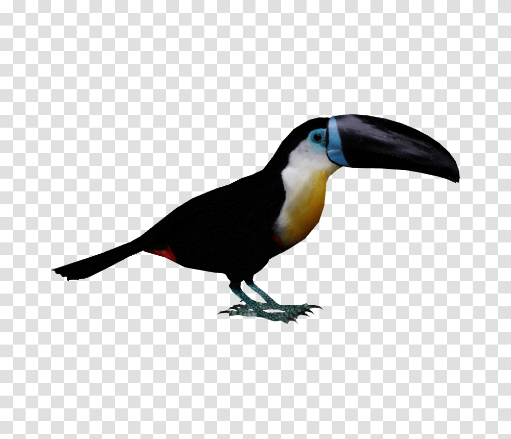 Image, Bird, Animal, Toucan, Beak Transparent Png