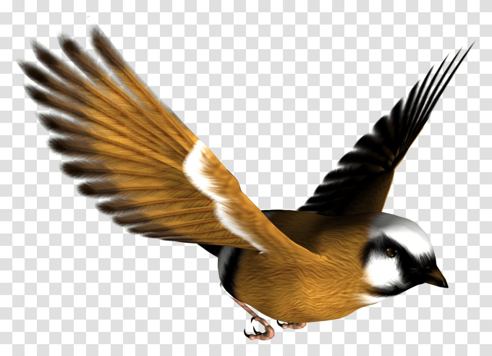 Image Bird Background High Resolution Bird, Animal, Beak, Flying, Pelican Transparent Png
