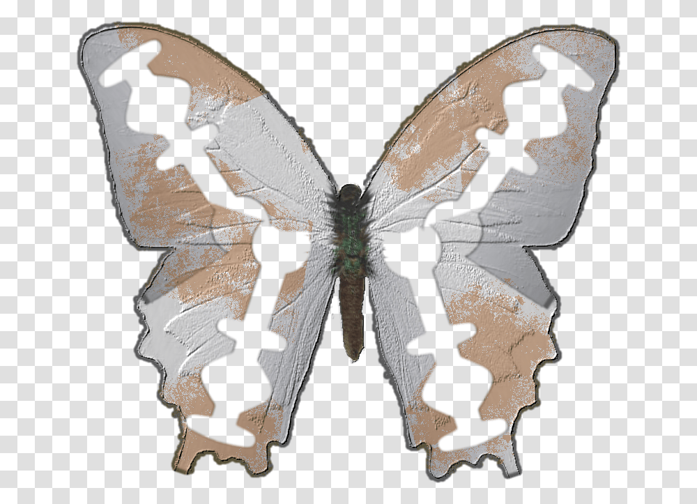 Image, Butterfly, Insect, Invertebrate, Animal Transparent Png