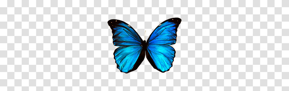 Image, Butterfly, Insect, Invertebrate, Animal Transparent Png