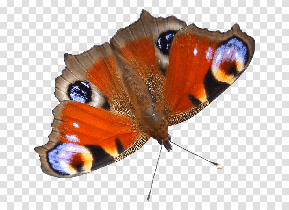 Image Butterfly On White Background, Insect, Invertebrate, Animal, Moth Transparent Png