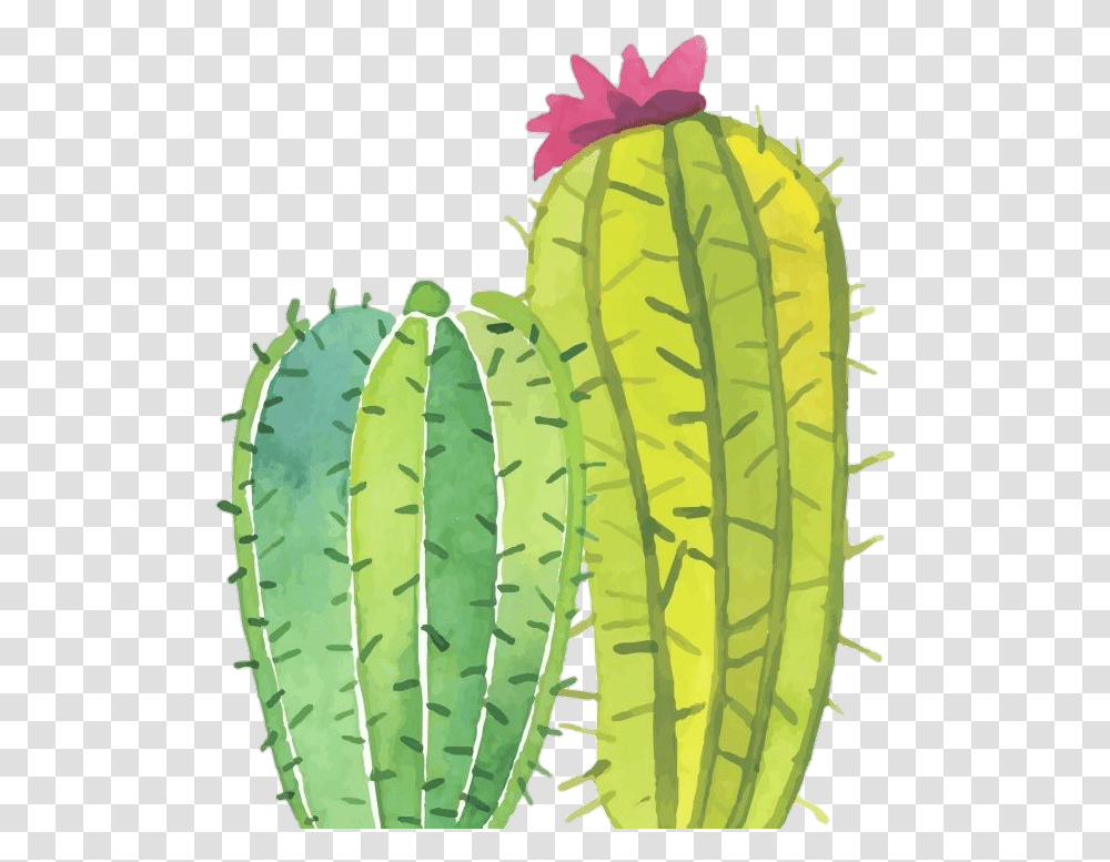 Image Cacto, Plant, Cactus Transparent Png