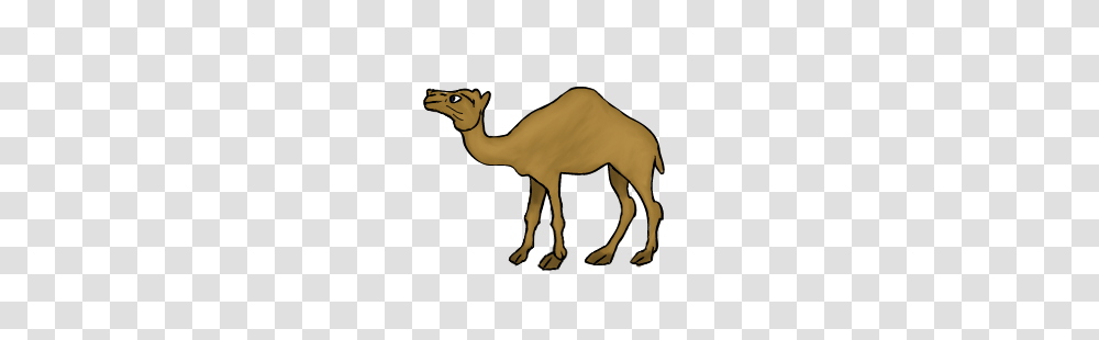 Image, Camel, Mammal, Animal Transparent Png