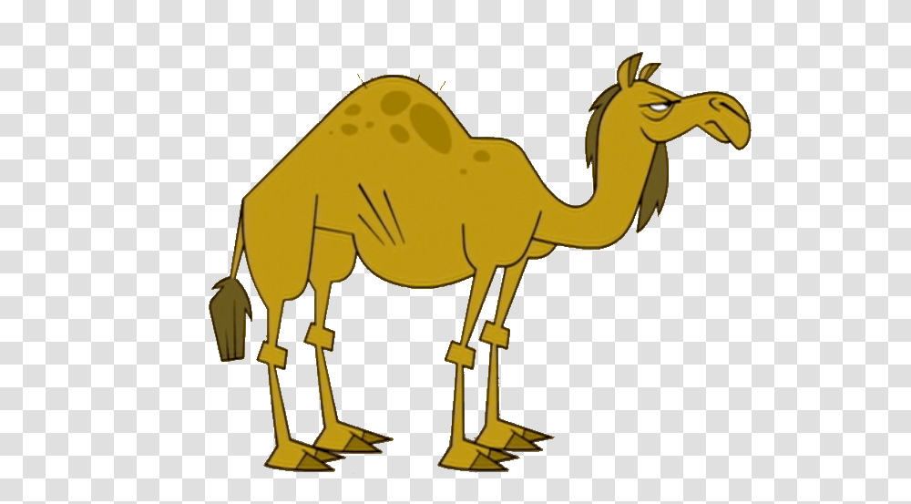 Image, Camel, Mammal, Animal Transparent Png