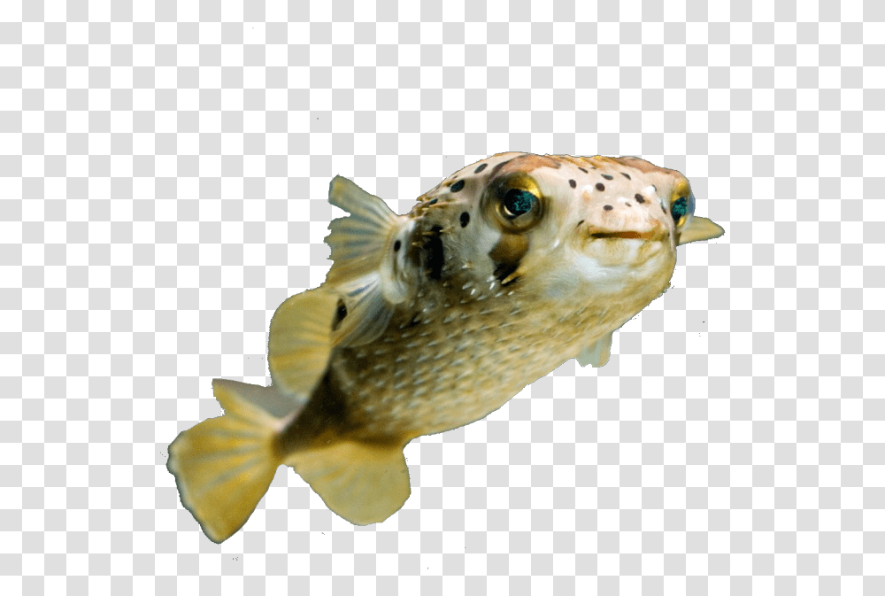 Image Cat Head Fish Body, Animal, Sea Life, Puffer Transparent Png