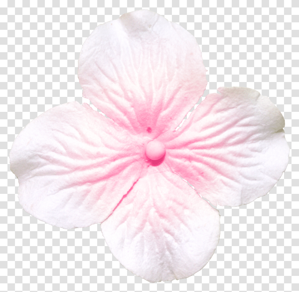 Image Cattleya, Plant, Flower, Blossom, Petal Transparent Png