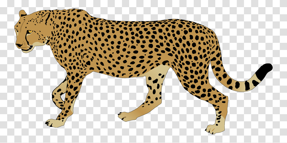 Image, Cheetah, Wildlife, Mammal, Animal Transparent Png