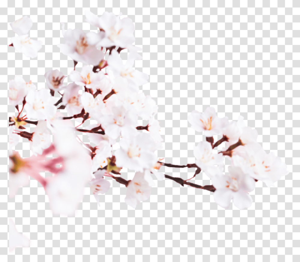 Image Cherry Blossom, Plant, Flower, Spring Transparent Png
