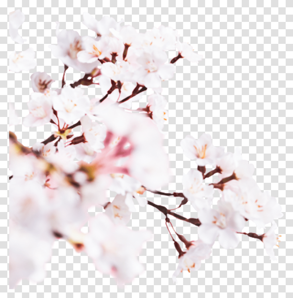 Image Cherry Blossom, Plant, Flower Transparent Png