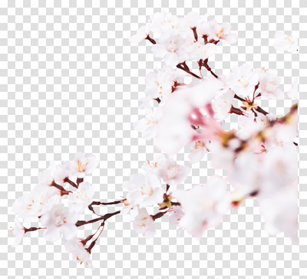 Image Cherry Blossom, Plant, Flower Transparent Png