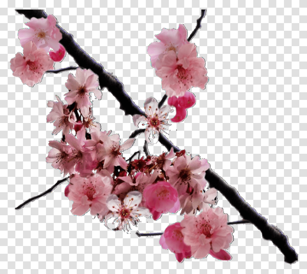 Image Cherry Blossom Real, Plant, Flower Transparent Png