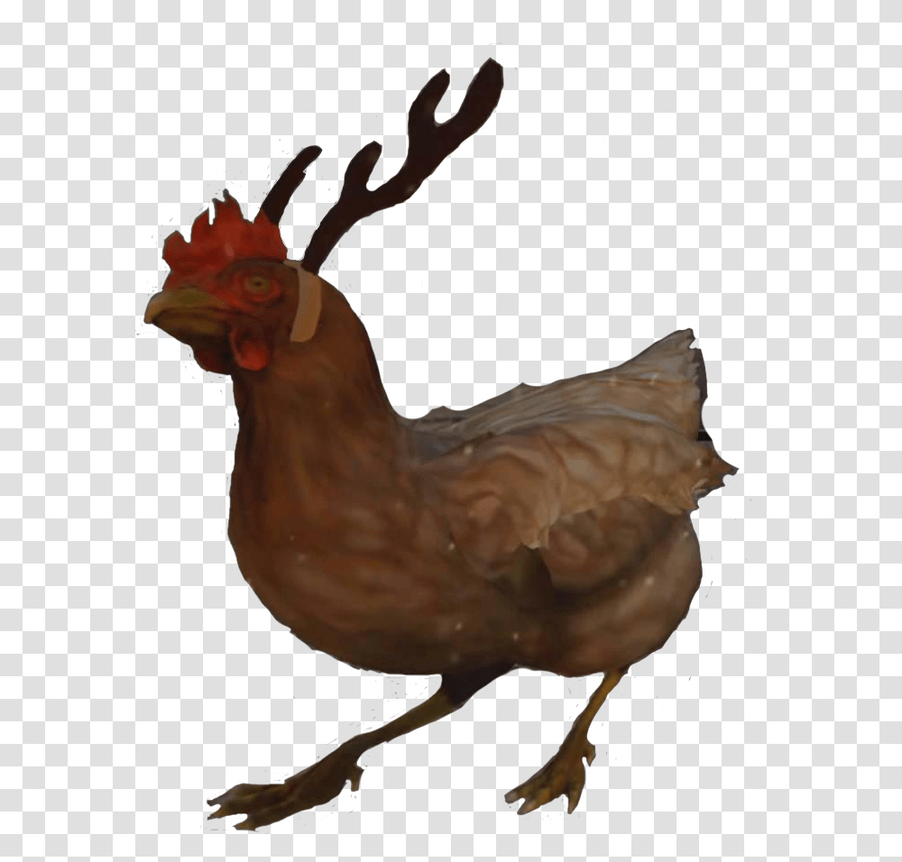 Image, Chicken, Poultry, Fowl, Bird Transparent Png