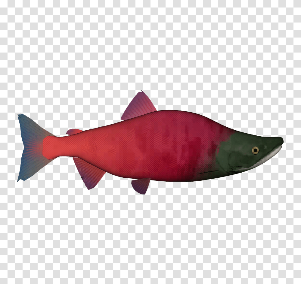 Image, Coho, Fish, Animal, Sea Life Transparent Png