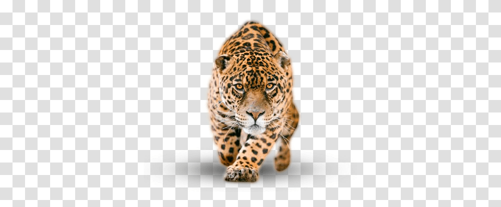 Image Collection For Free Download Jaguar, Panther, Wildlife, Mammal, Animal Transparent Png