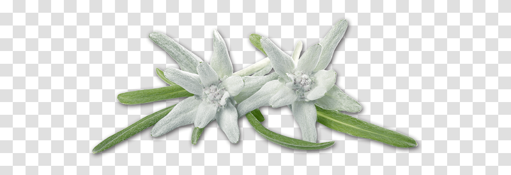 Image Colored Soft Crown Tarziedelweiss Edelweiss, Plant, Flower, Blossom, Amaryllidaceae Transparent Png