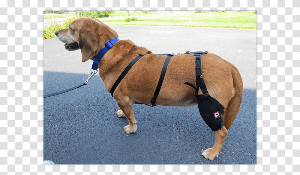 Image Companion Dog, Strap, Pet, Canine, Animal Transparent Png