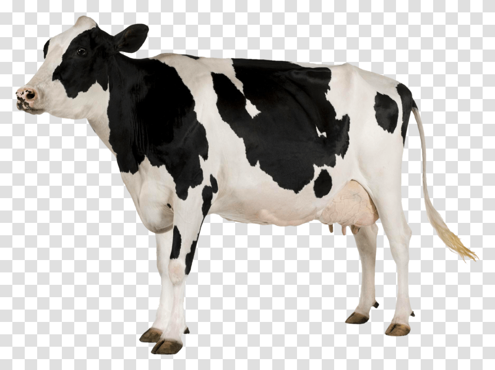 Image Cow With White Background, Cattle, Mammal, Animal, Dairy Cow Transparent Png