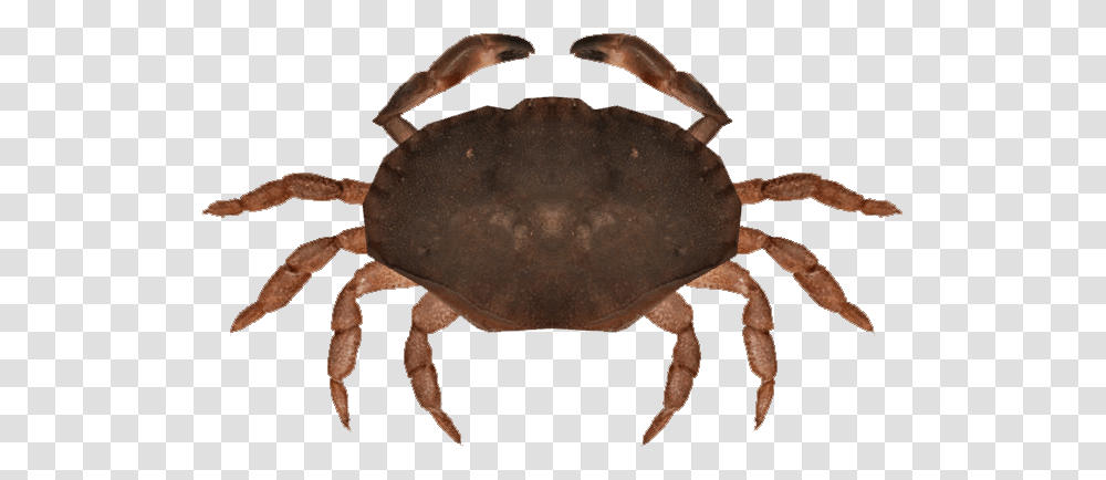 Image, Crab, Seafood, Sea Life, Animal Transparent Png