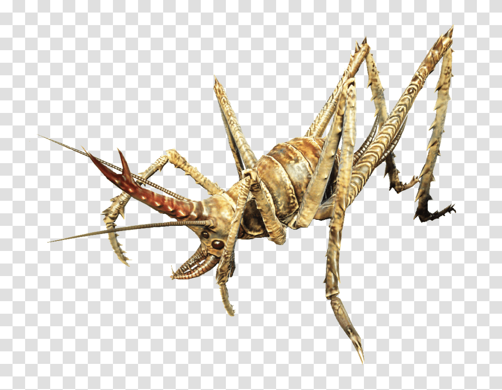 Image, Cricket Insect, Invertebrate, Animal, Spider Transparent Png