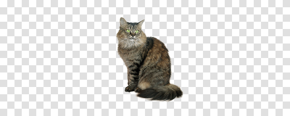 Image Cropped Animals, Manx, Cat, Pet Transparent Png