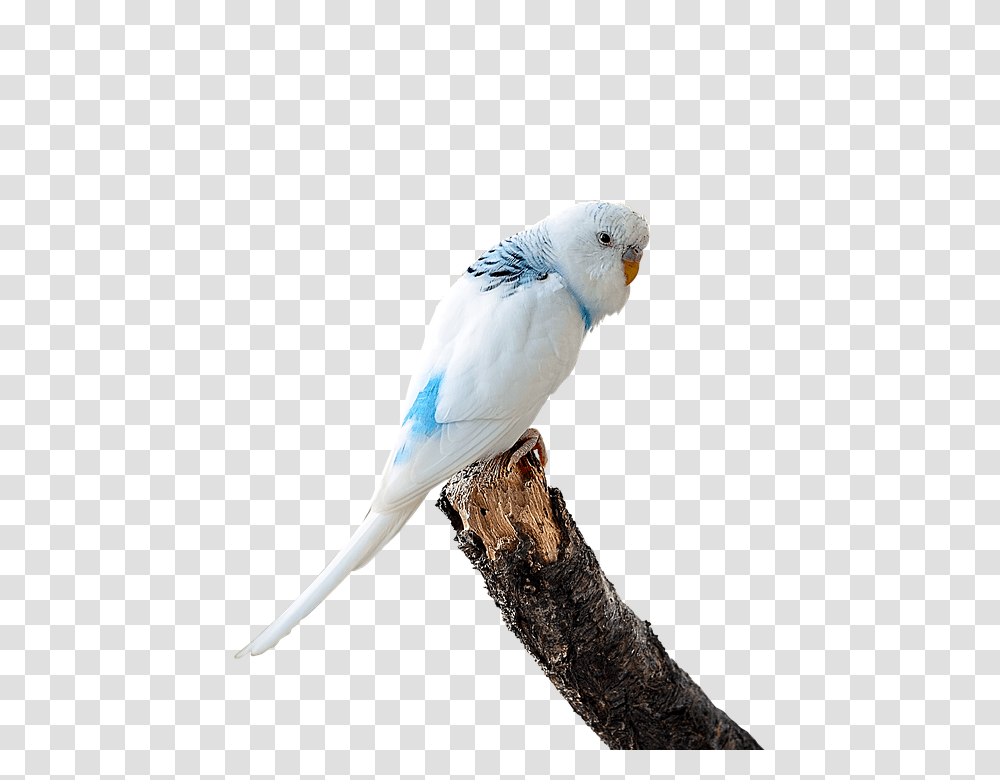 Image Cropped 960, Animals, Bird, Parakeet, Parrot Transparent Png