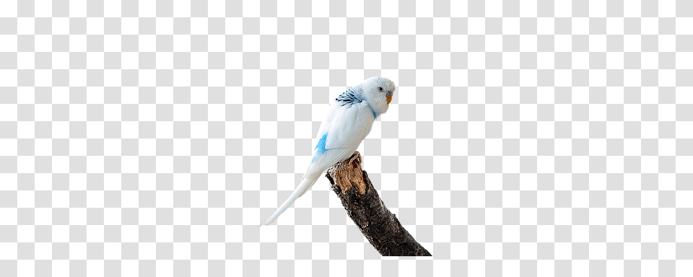 Image Cropped Animals, Bird, Parakeet, Parrot Transparent Png