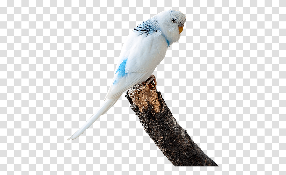 Image Cropped Parakeet White Budgie Bird Ave Budgie Gif Background, Animal, Parrot, Cockatoo Transparent Png