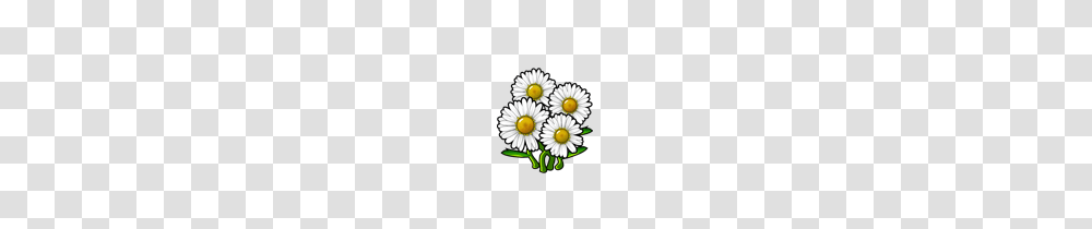 Image, Daisy, Flower, Plant, Daisies Transparent Png