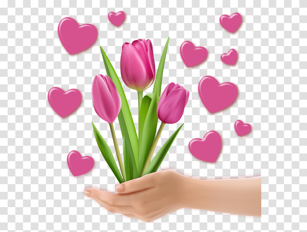 Image Decoration Tulips Heart Tulips Heart, Plant, Flower, Blossom, Petal Transparent Png
