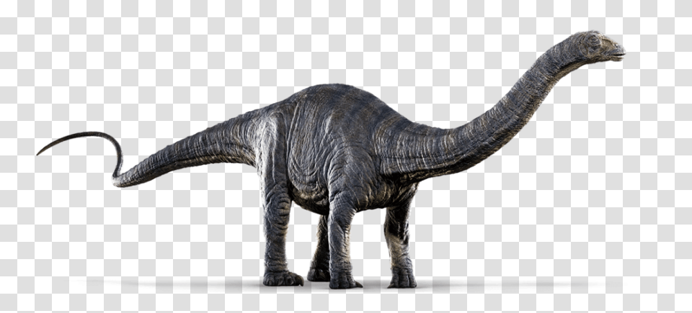 Image, Dinosaur, Reptile, Animal, T-Rex Transparent Png