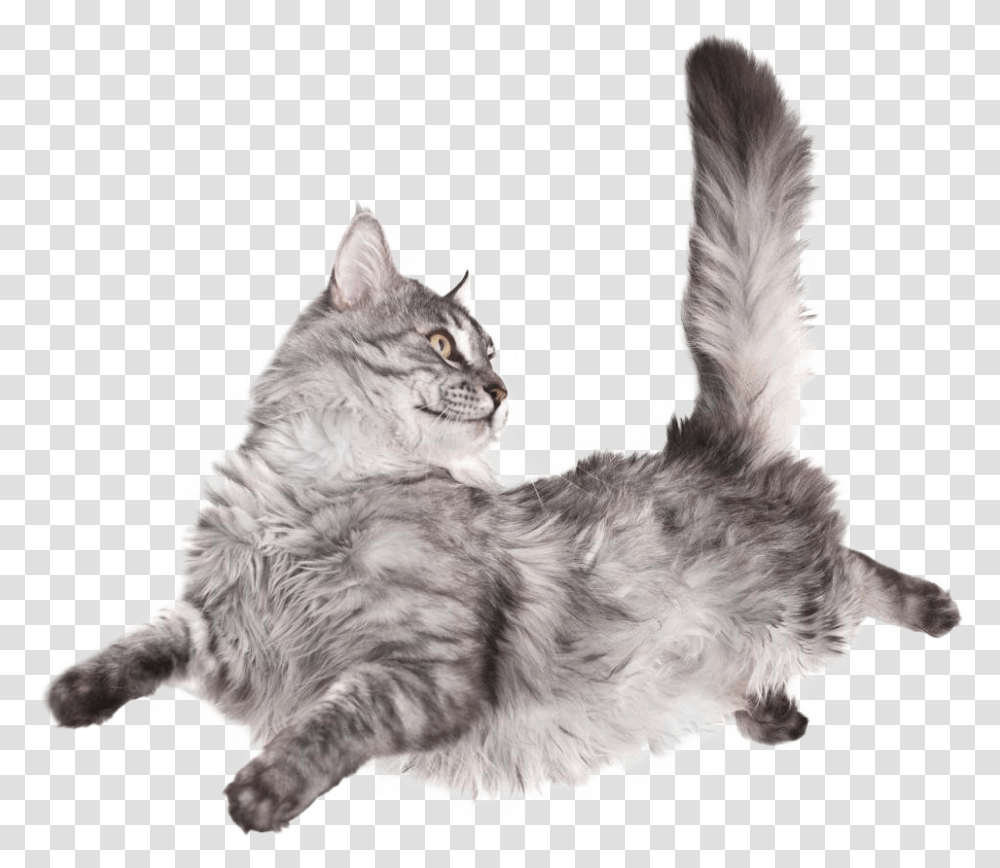 Image Do Cats Fall On Their Feet, Manx, Pet, Mammal, Animal Transparent Png