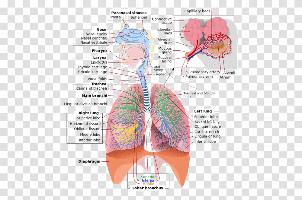 Image Does Respiratory System Work, Diagram, Plot, Poster Transparent Png