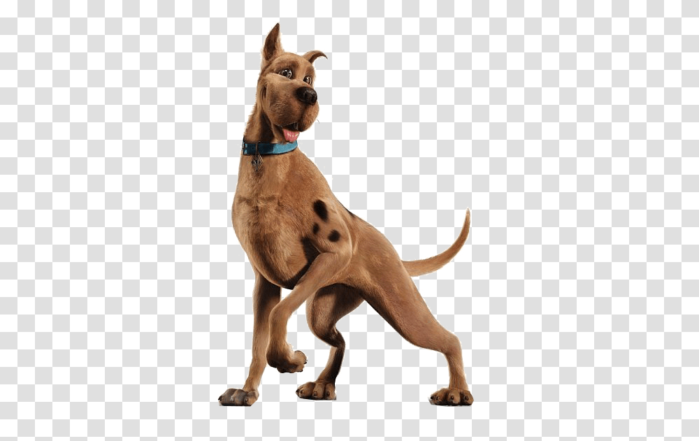 Image, Dog, Pet, Canine, Animal Transparent Png