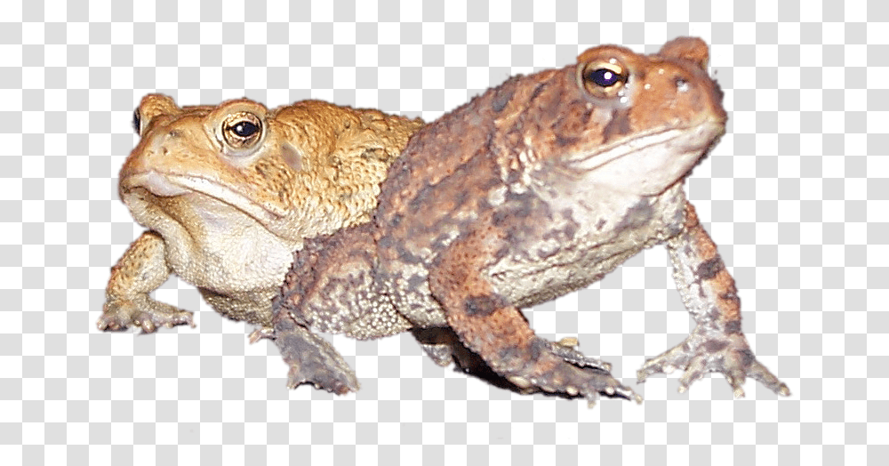Image Eastern Spadefoot, Toad, Amphibian, Wildlife, Animal Transparent Png