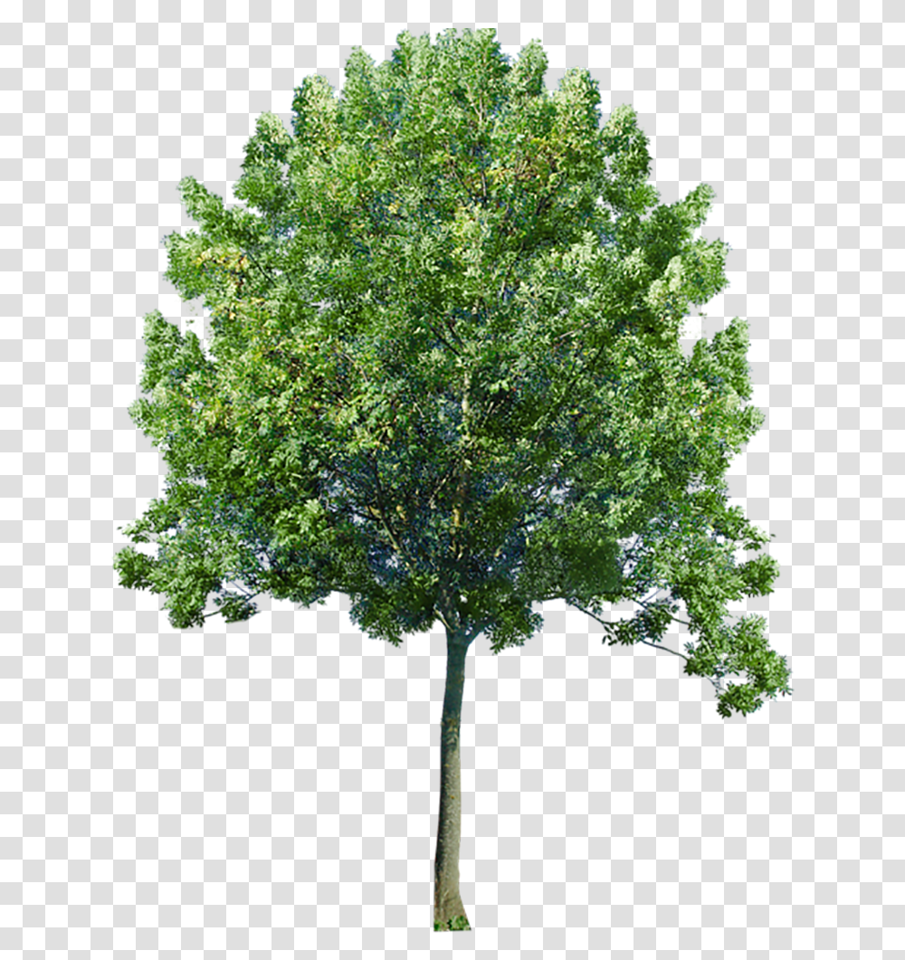 Image Entourage Tree Background Tree, Plant, Oak, Maple, Sycamore Transparent Png