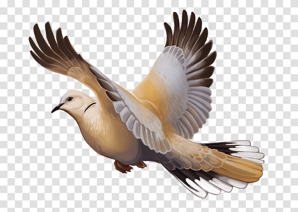 Image Eurasian Collared Dove Expansion, Bird, Animal, Duck, Finch Transparent Png