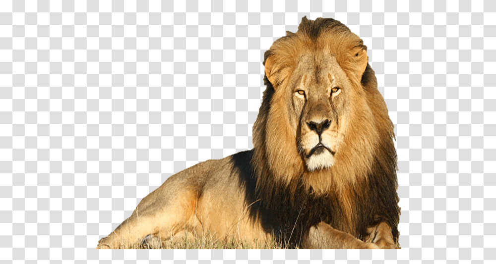 Image Famous Lion, Wildlife, Mammal, Animal Transparent Png