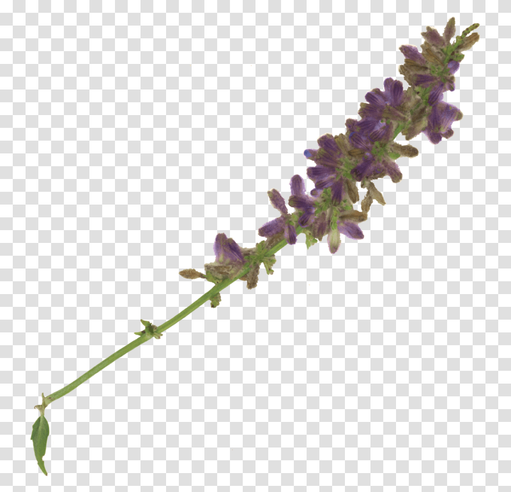 Image Fernleaf Lavender, Plant, Flower, Blossom, Bud Transparent Png