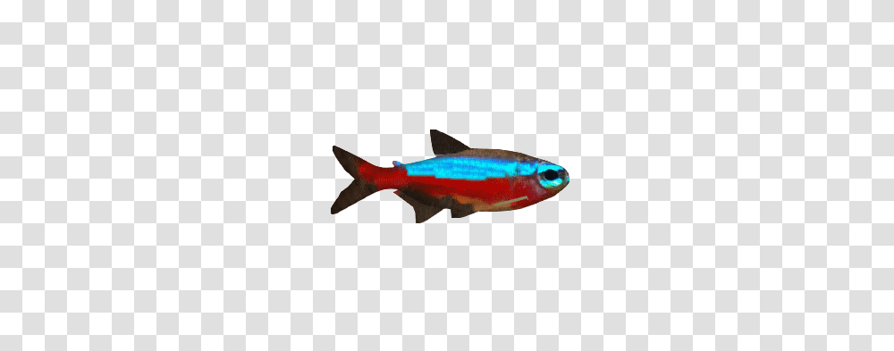 Image, Fish, Animal, Coho, Shark Transparent Png