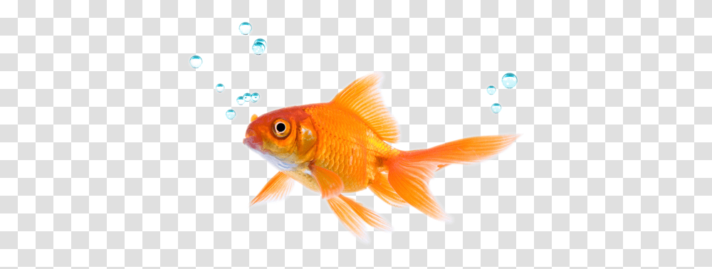 Image, Fish, Animal, Goldfish Transparent Png