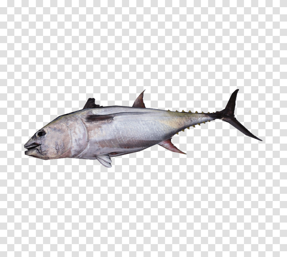 Image, Fish, Animal, Tuna, Sea Life Transparent Png