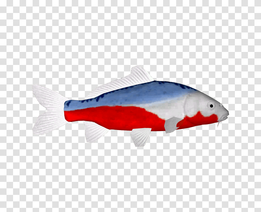 Image, Fish, Animal, Tuna, Sea Life Transparent Png