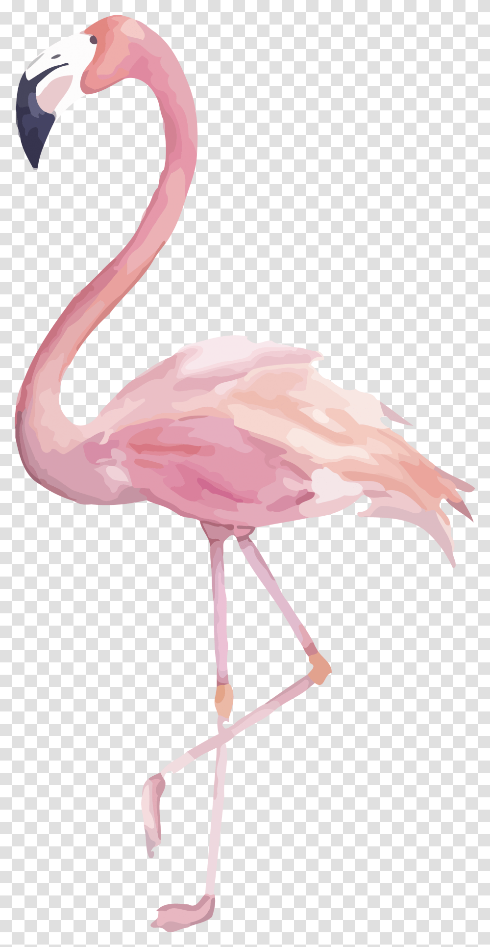 Image Flamingo Clipart Background Flamingo Clipart, Bird, Animal Transparent Png