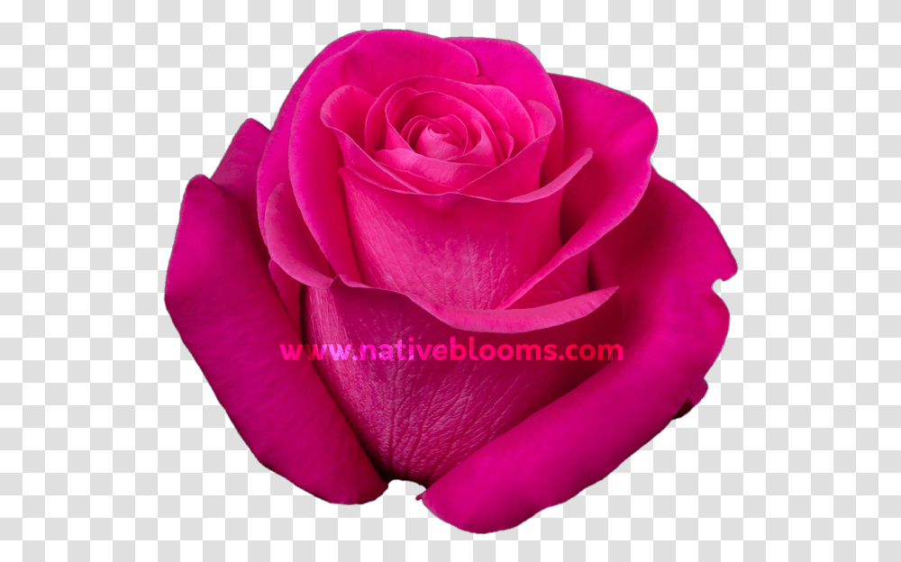 Image Floribunda, Rose, Flower, Plant, Blossom Transparent Png